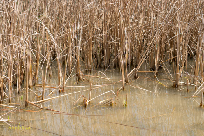 cockatoo hill reservoir 50mm 14