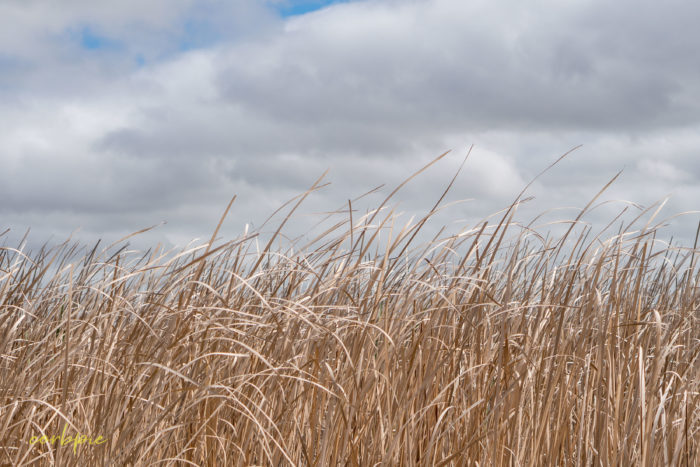 cockatoo hill reservoir 50mm 16