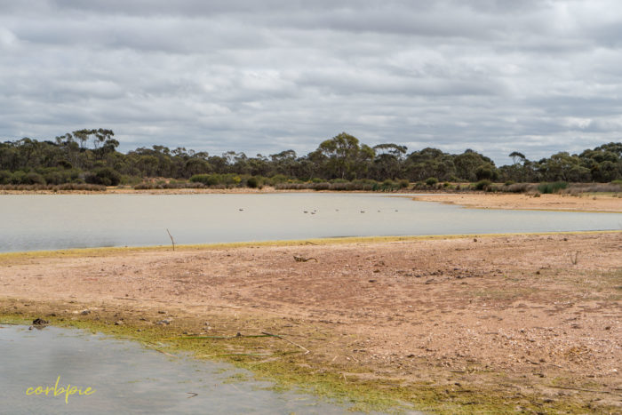 cockatoo hill reservoir 50mm 17