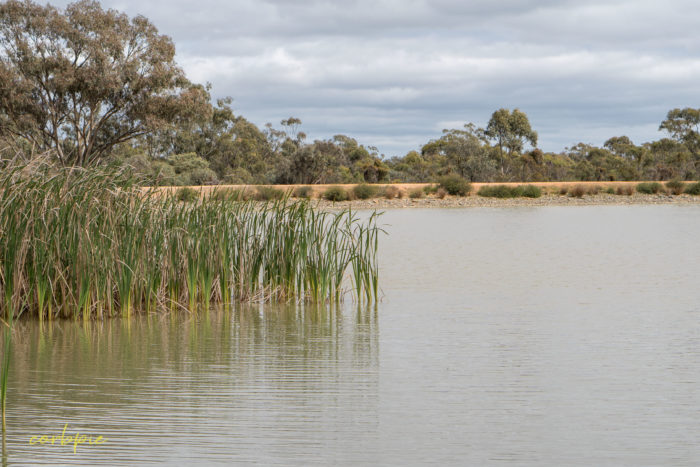 cockatoo hill reservoir 50mm 19