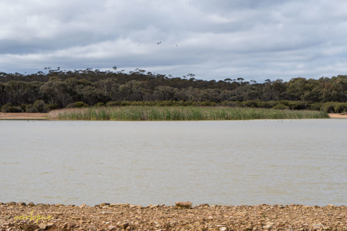 cockatoo hill reservoir 50mm 2