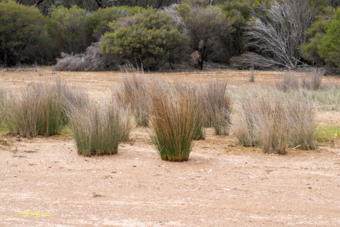 cockatoo hill reservoir 50mm 20