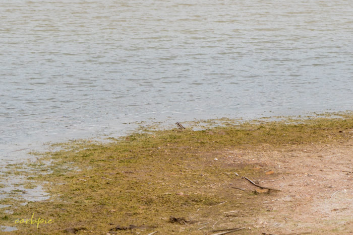 cockatoo hill reservoir 50mm 21