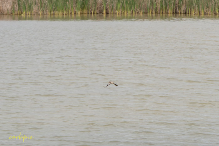 cockatoo hill reservoir 50mm 22