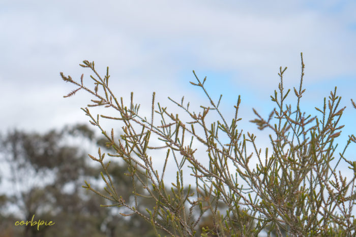 cockatoo hill reservoir 50mm 7