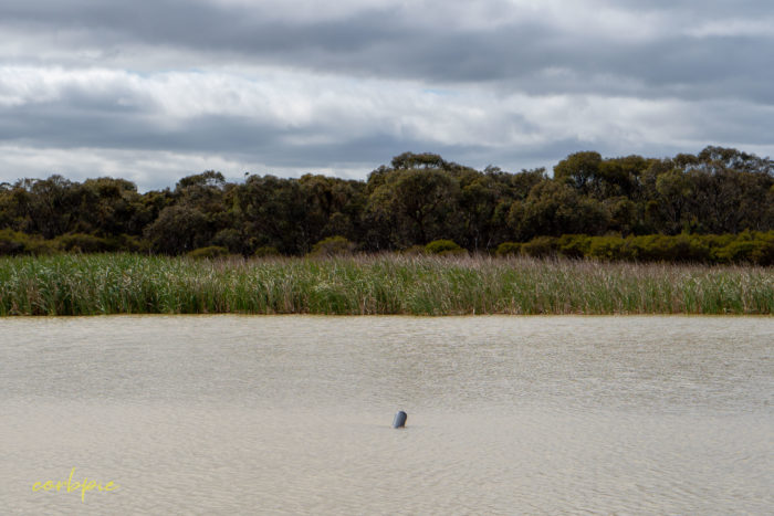 cockatoo hill reservoir 50mm 9