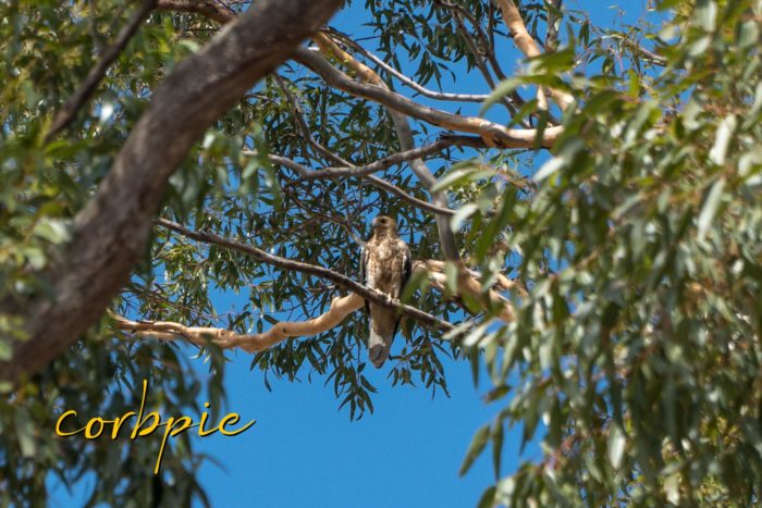 Brown Goshawk Waranga Basin