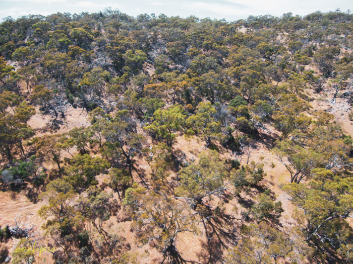 Mount Alexander drone 2