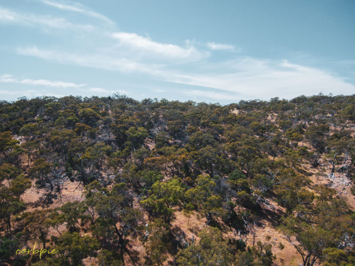 Mount Alexander drone 3