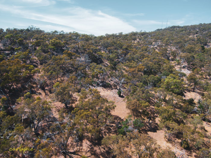 Mount Alexander drone 7