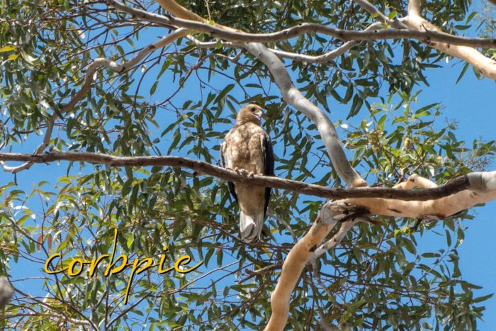 juvenile Brown Goshawk in tree