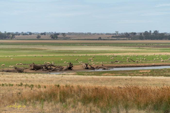 Dry Derrinal Pool Lake Eppalock 11