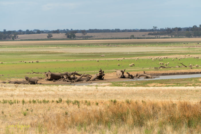 Dry Derrinal Pool Lake Eppalock 12
