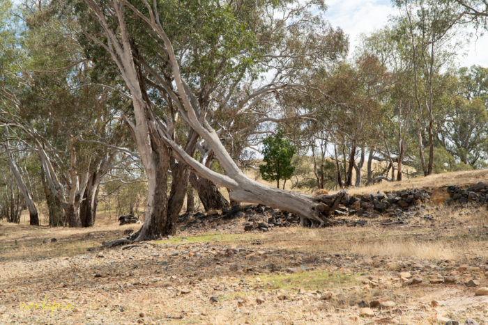 Dry Derrinal Pool Lake Eppalock 15