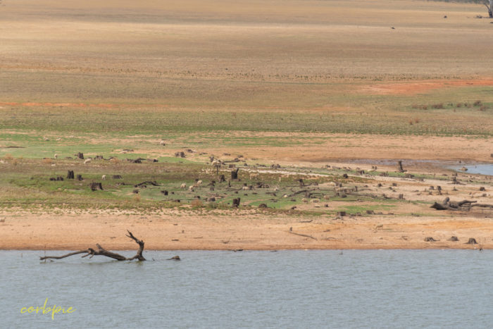 Dry Derrinal Pool Lake Eppalock 5