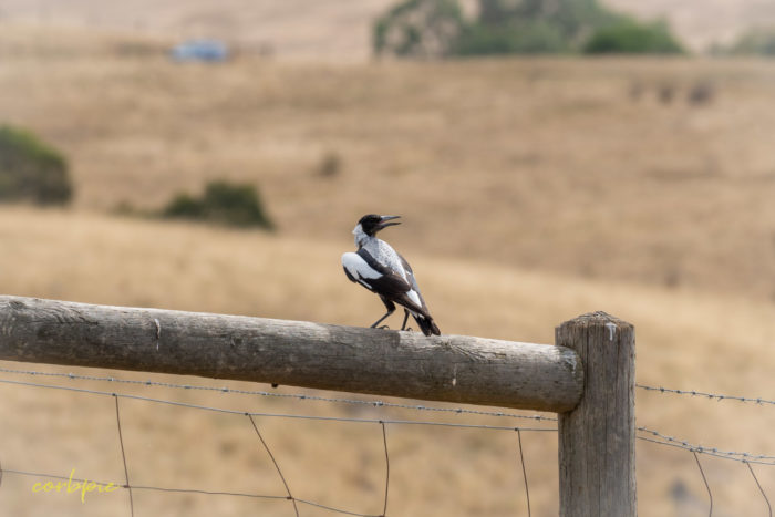 Dry Derrinal Pool Lake Eppalock 9