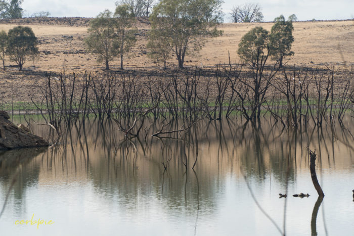 Lake Eppalock dropping levels 21 Lake Eppalock dropping levels 21