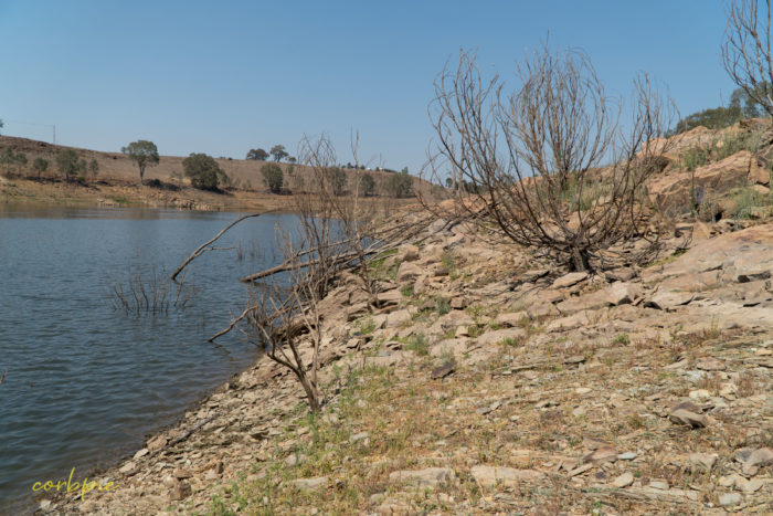 Lake Eppalock dropping levels 8 Lake Eppalock dropping levels 8