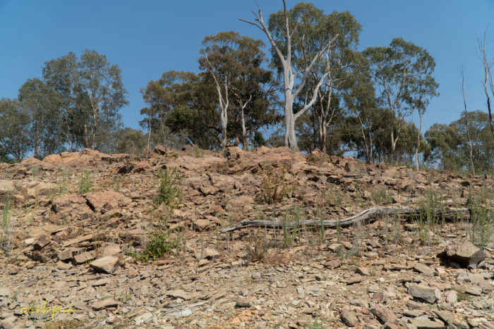 Lake Eppalock dropping levels 9 Lake Eppalock dropping levels 9