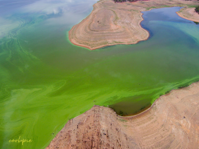 Lake Eppalock blue green algae 5