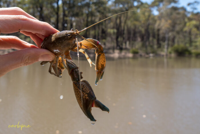 Australian Common Yabby 1