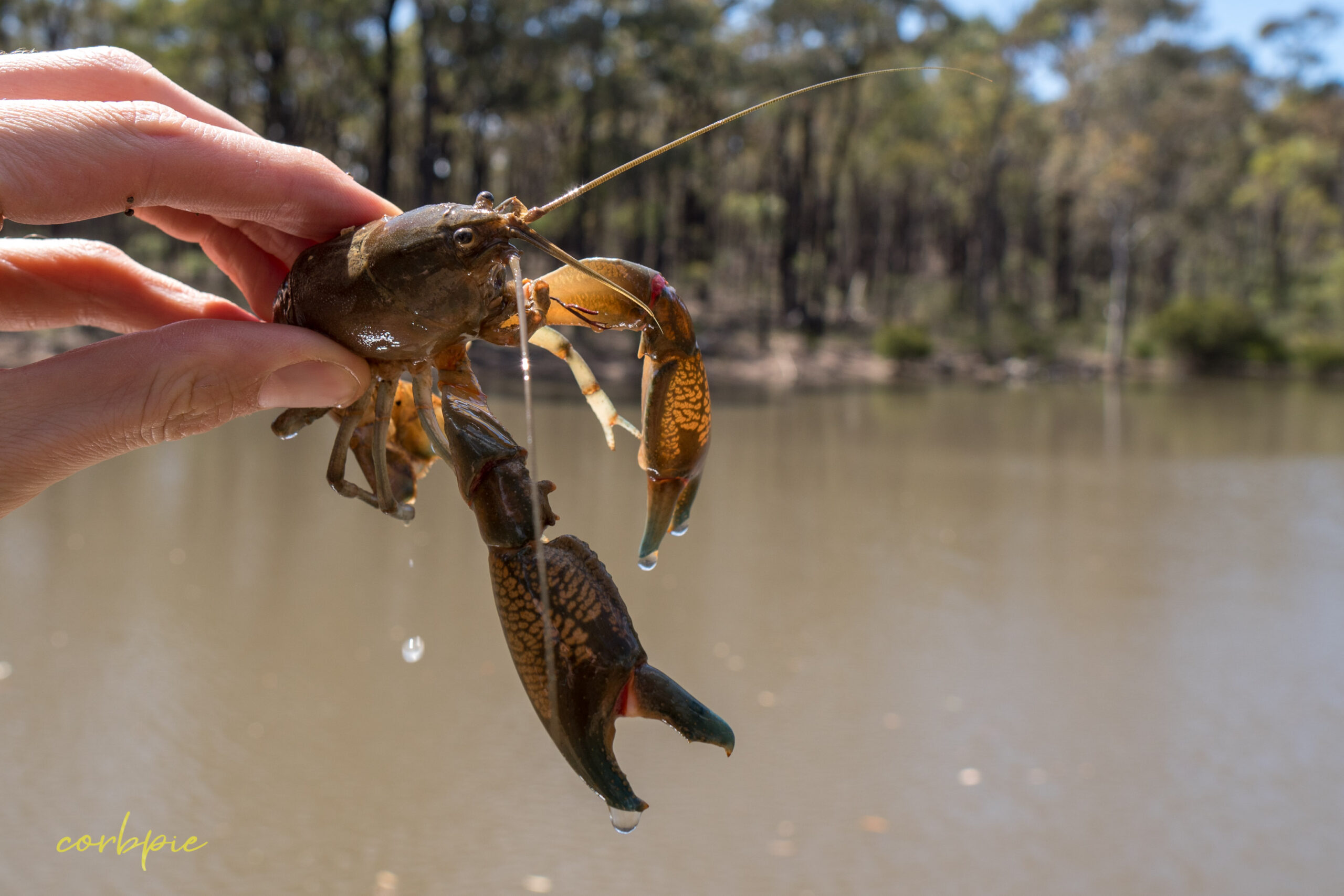What Is A Dam Stocking Yabby A Yabby Is A Crayfish But A Cray Is Not 