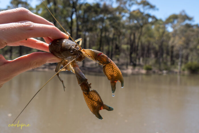 Australian Common Yabby 2