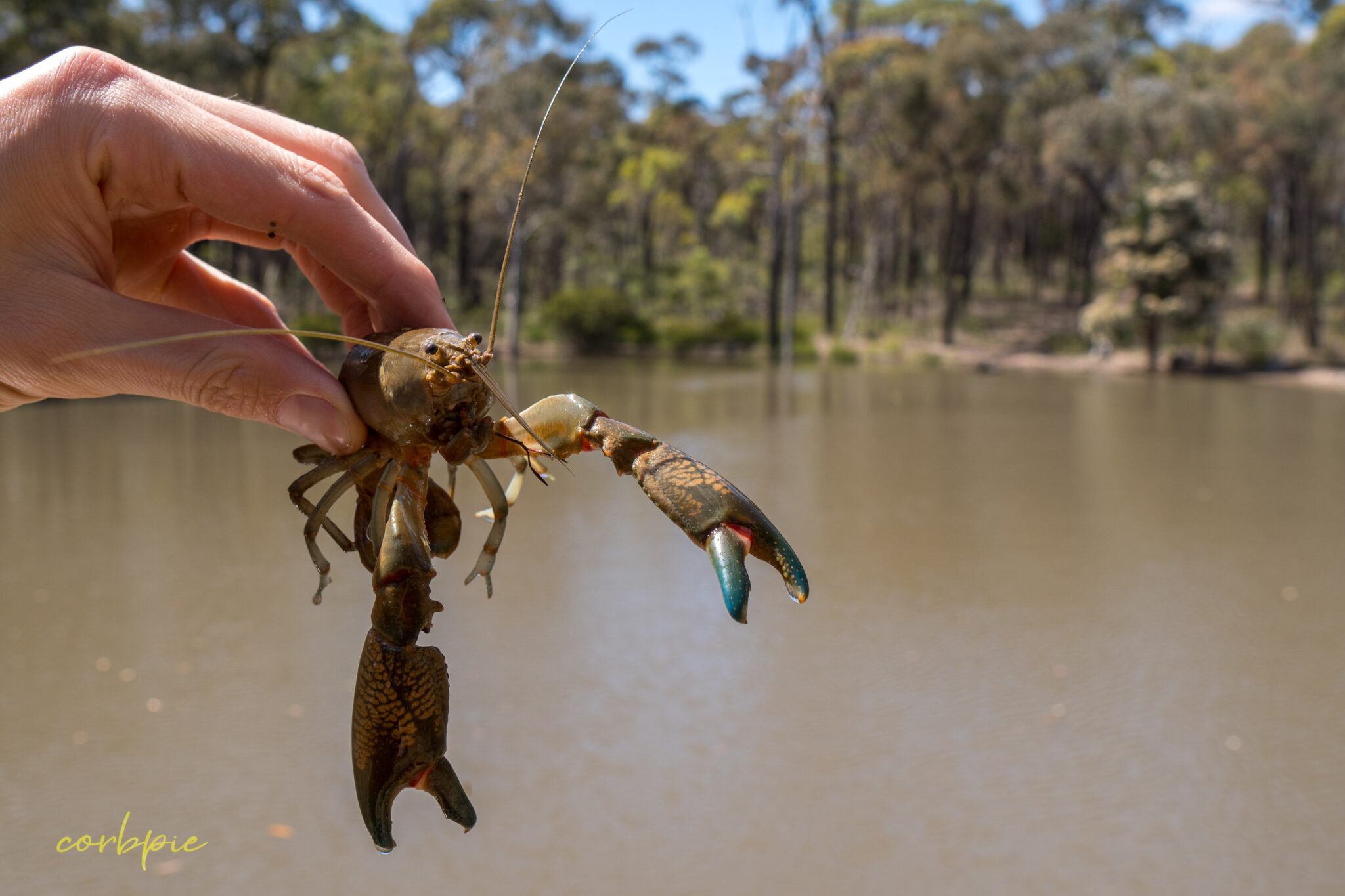 Common Australian Yabby Cherax Destructor