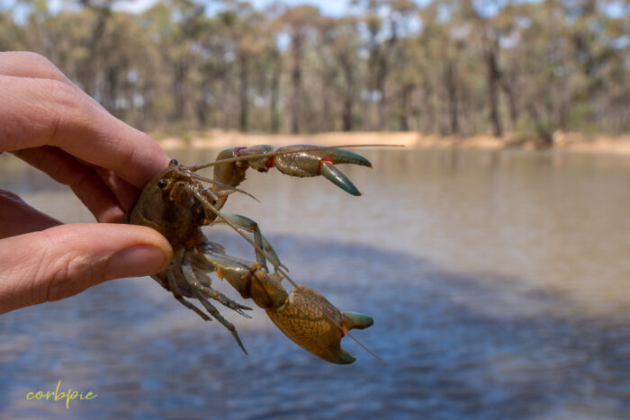 Australian Common Yabby 4
