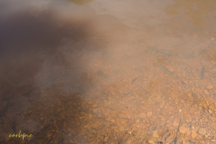 Yabby in shallow water