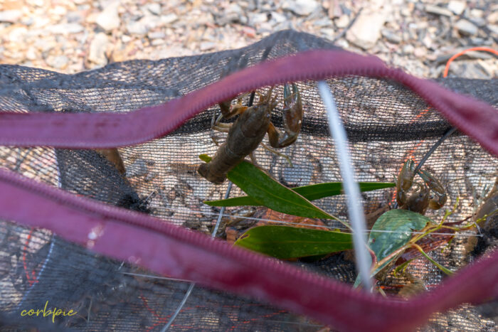 Yabby net with yabbies inside 1