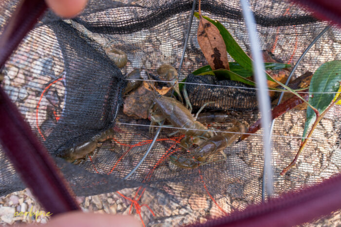Yabby net with yabbies inside 2