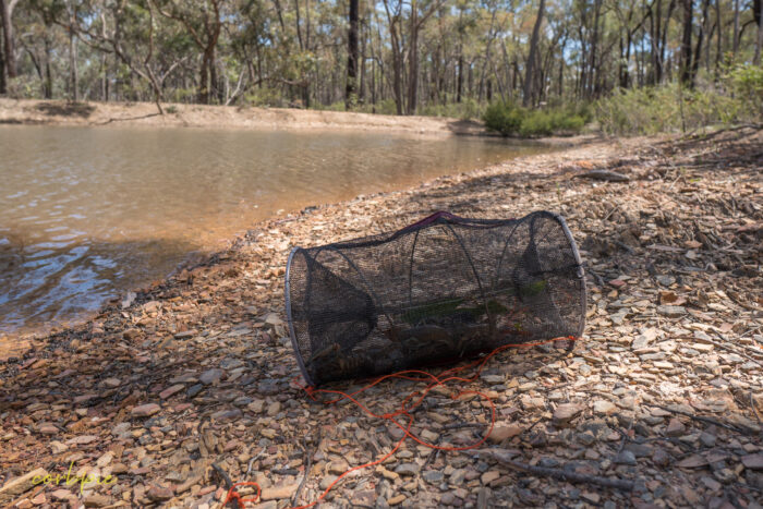 Yabby net with yabbies inside 4