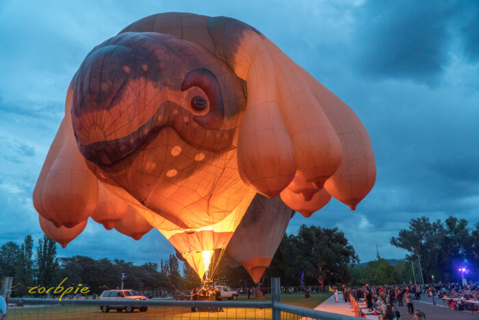Skywhale balloon filling Canberra Balloon Spectacular 2021