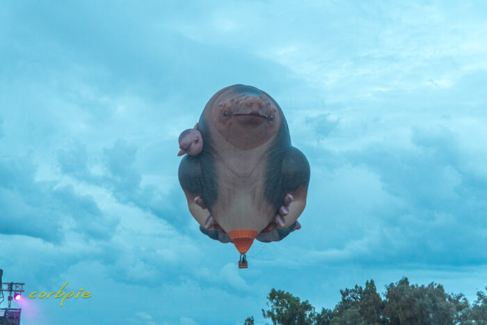 Skywhalepapa takes flight Canberra Balloon Spectacular 2021